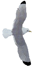seagull