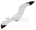 seagull