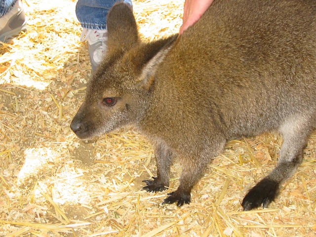 082902 CAStateFair 027